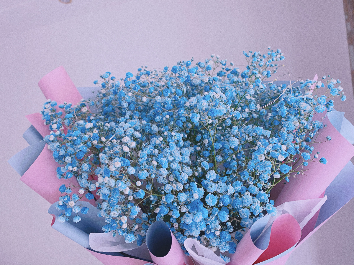 蓝色满天星的花语是真心喜欢你