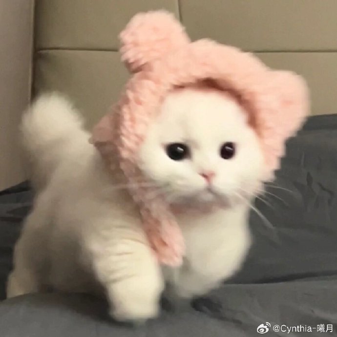 这是什么绝世小可爱96    #萌宠集中营##萌宠##猫咪##头像