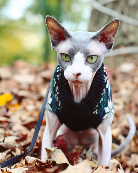 吸猫大会斯芬克斯猫frankie