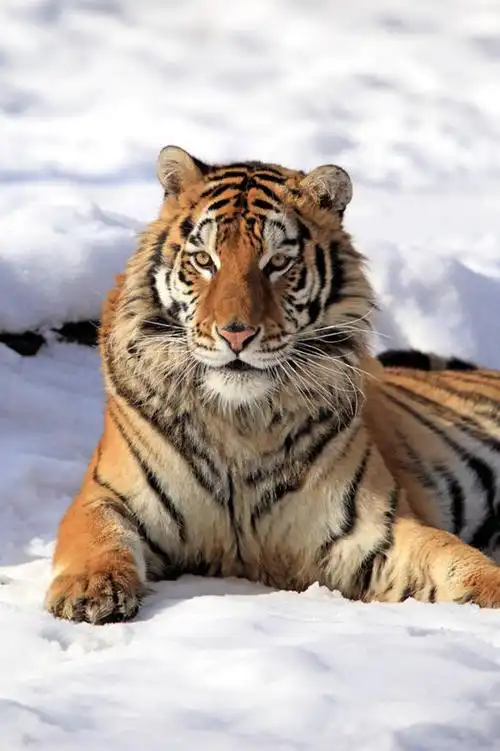 躺,竖图,室外,哺乳动物,虎,野生动物,捕食,动物,摄影,肖像,西伯利亚虎