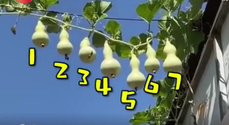 山西临汾一根藤长出七个葫芦