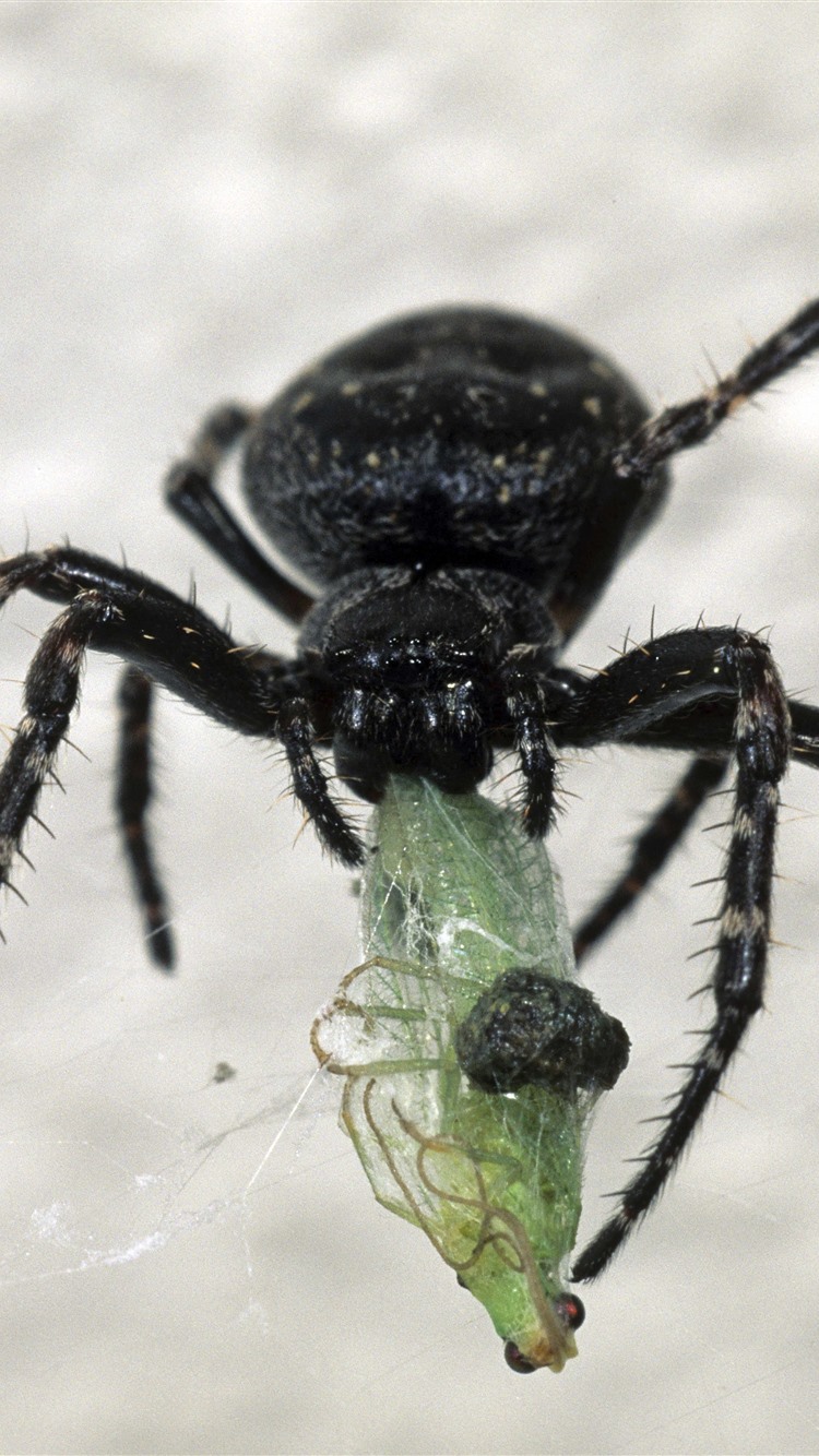 黑蜘蛛,昆虫 iphone 壁纸