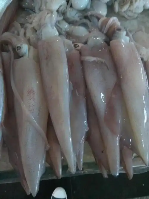 冷冻鱿鱼的正确清洗方法,冷冻鱿鱼怎么洗才干净视频