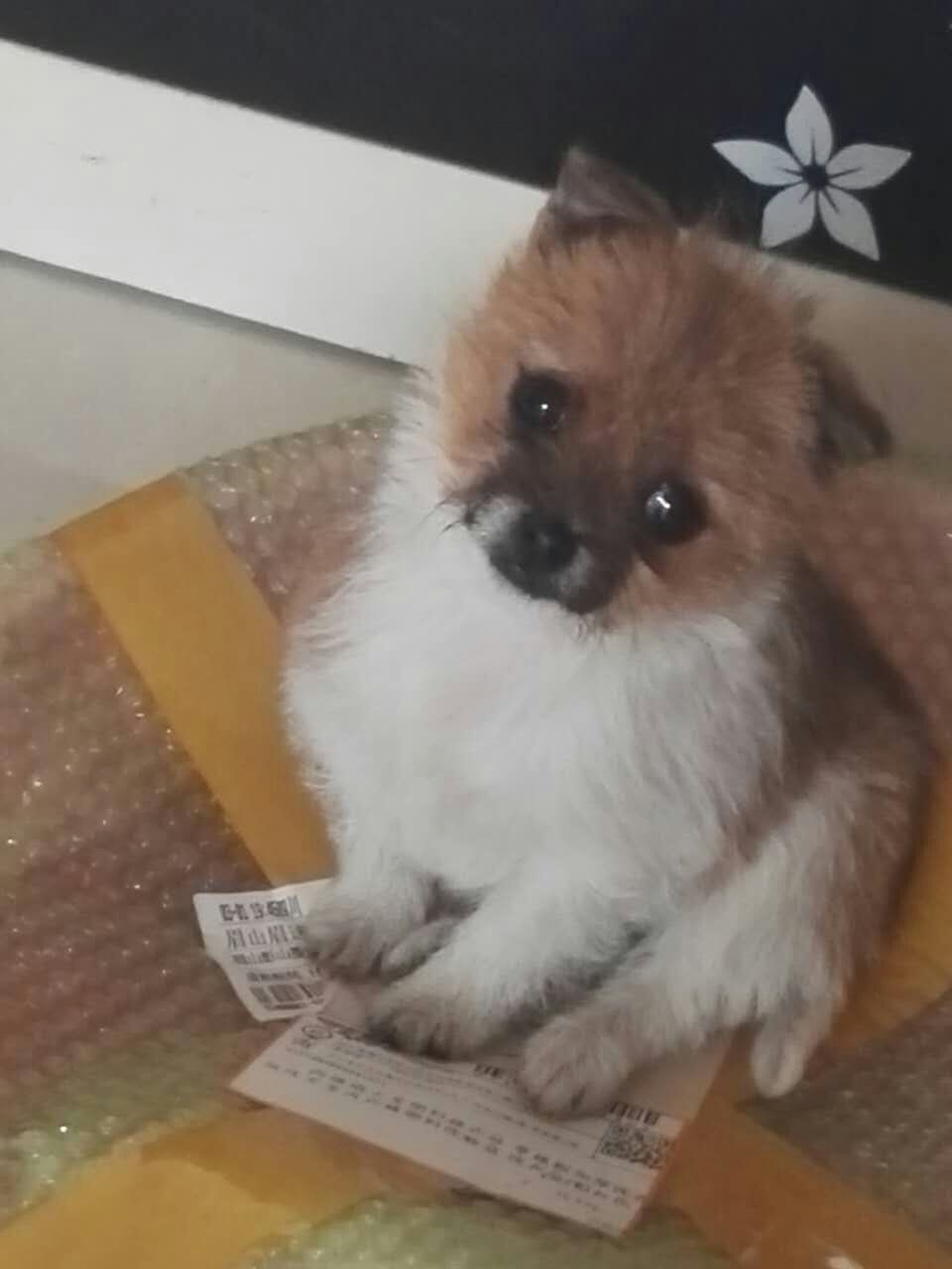 黄白颜色的小狗是什么狗,是不是中华田园犬?谢谢!