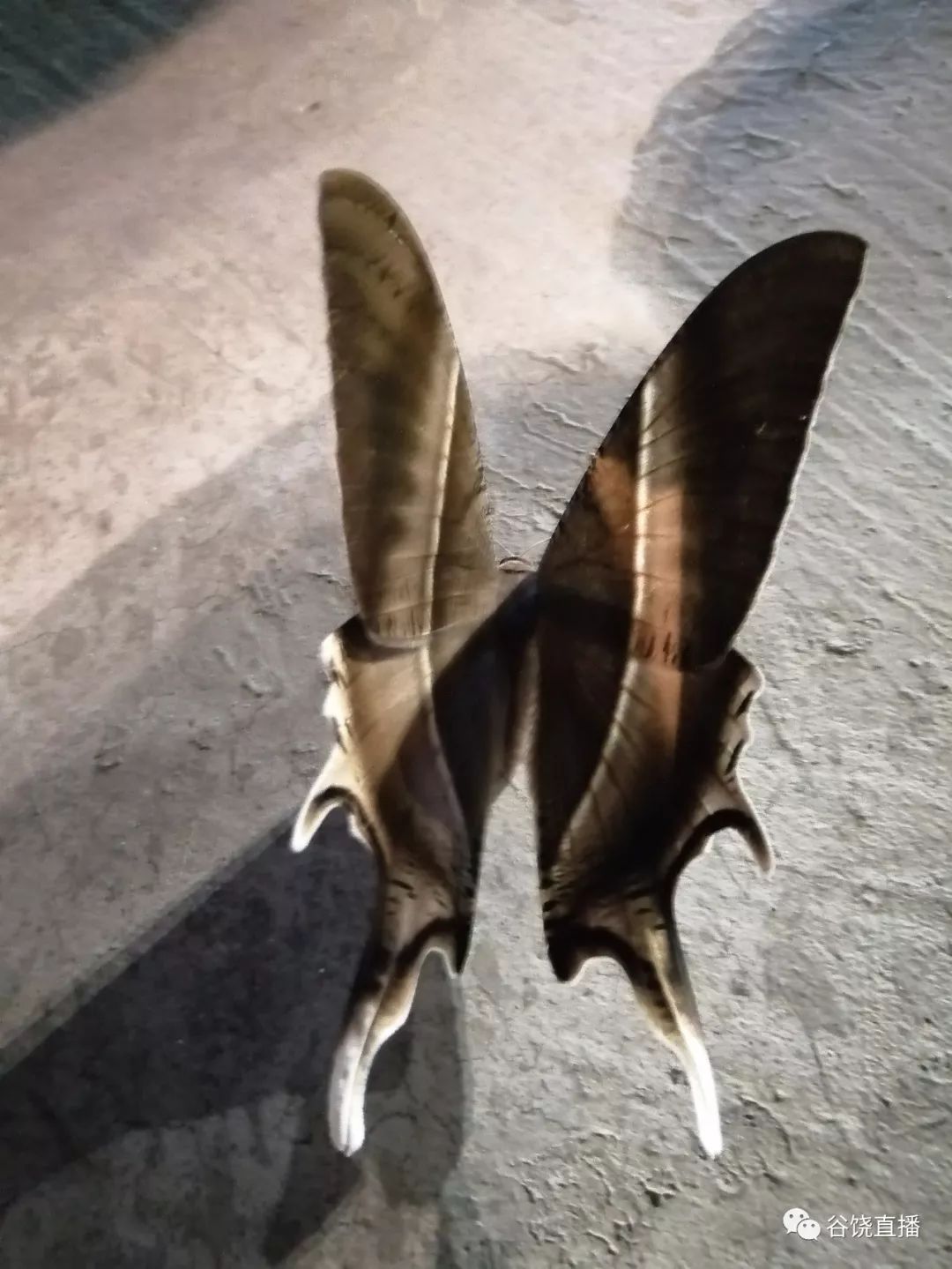 速看| "巨型飞蛾"空降英歌训练场.