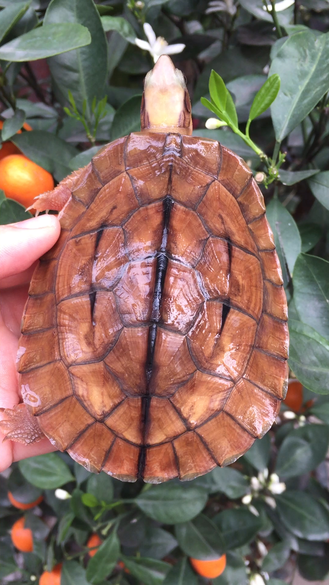 金钱龟:越南大米