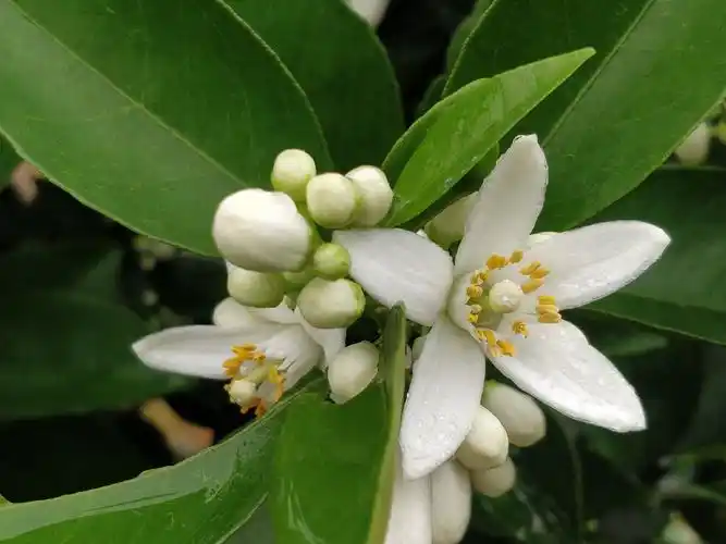 柑橘花期(沙糖桔,夏橙)_手机摄影_poco摄影,素材,柑橘,花