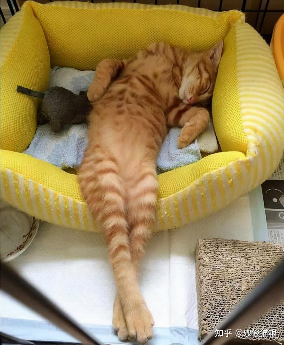 猫咪的睡姿暴露了主人在它心中的地位