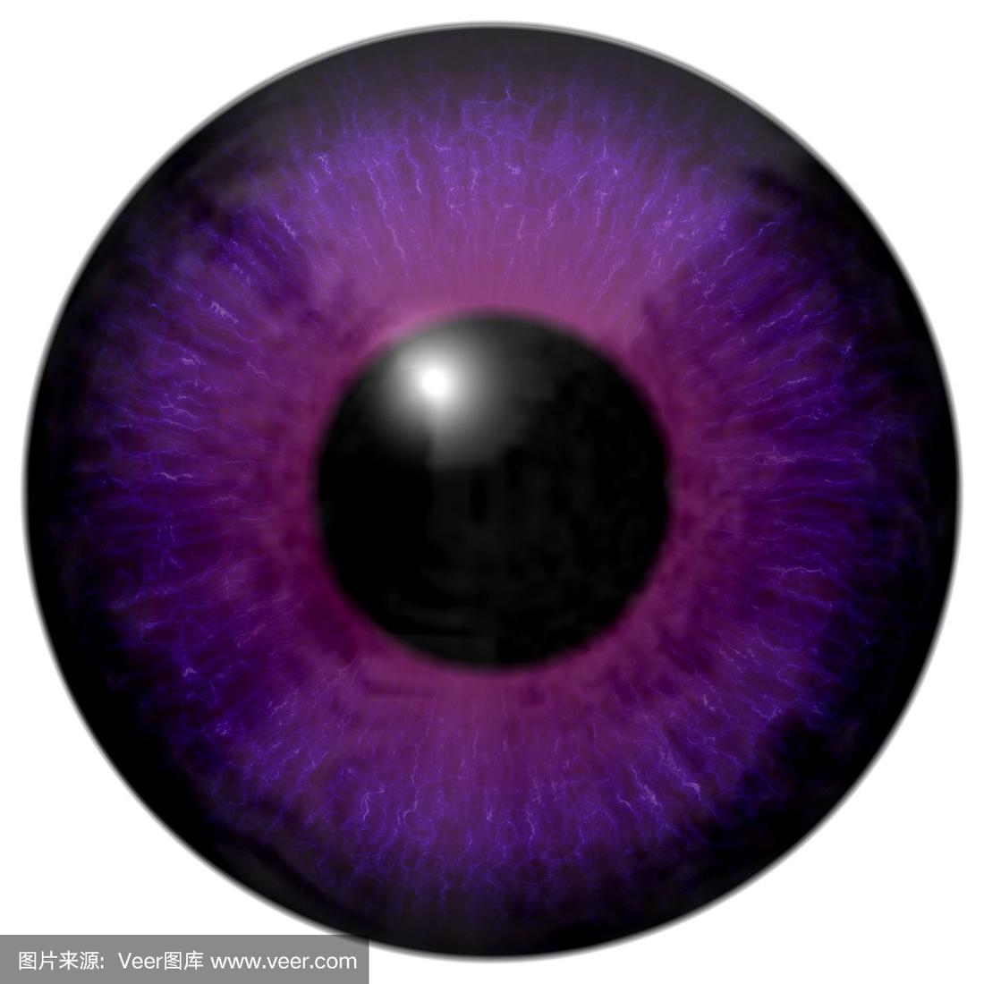眼睛的细节有紫色的虹膜和黑色的瞳孔