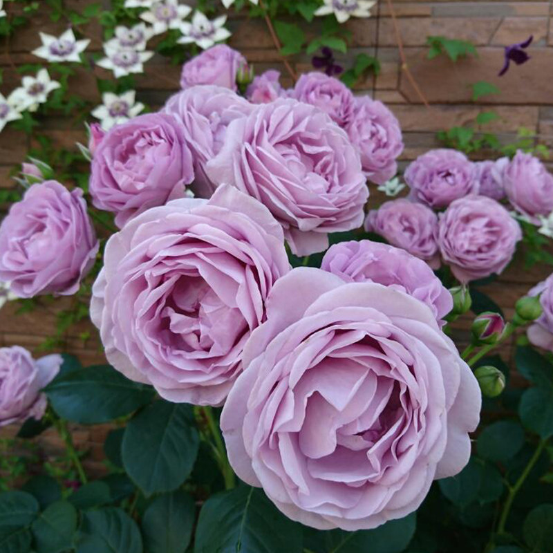 月季天狼蓝色风暴玫瑰多季丰花灌木浓香蓝紫色月季