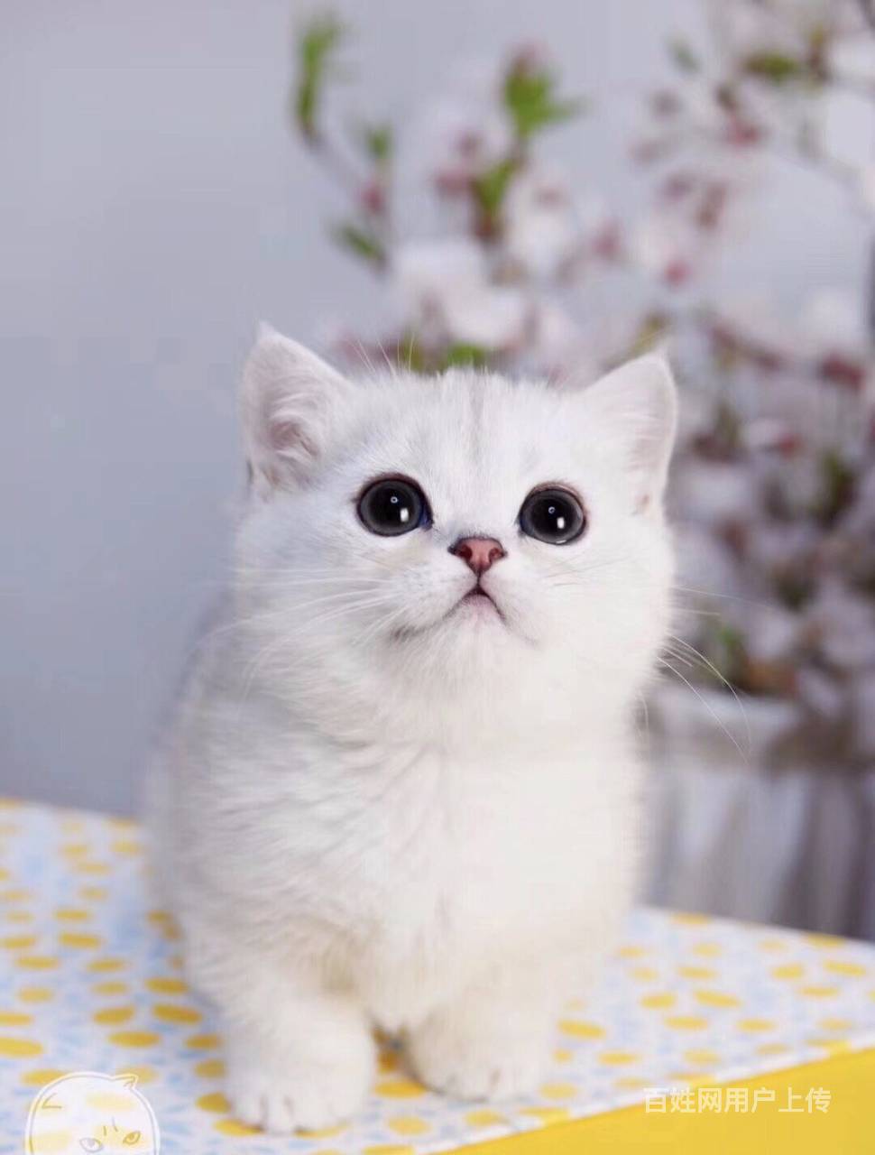 唐山银渐层多少钱一只 纯种渐层猫 英短银渐层