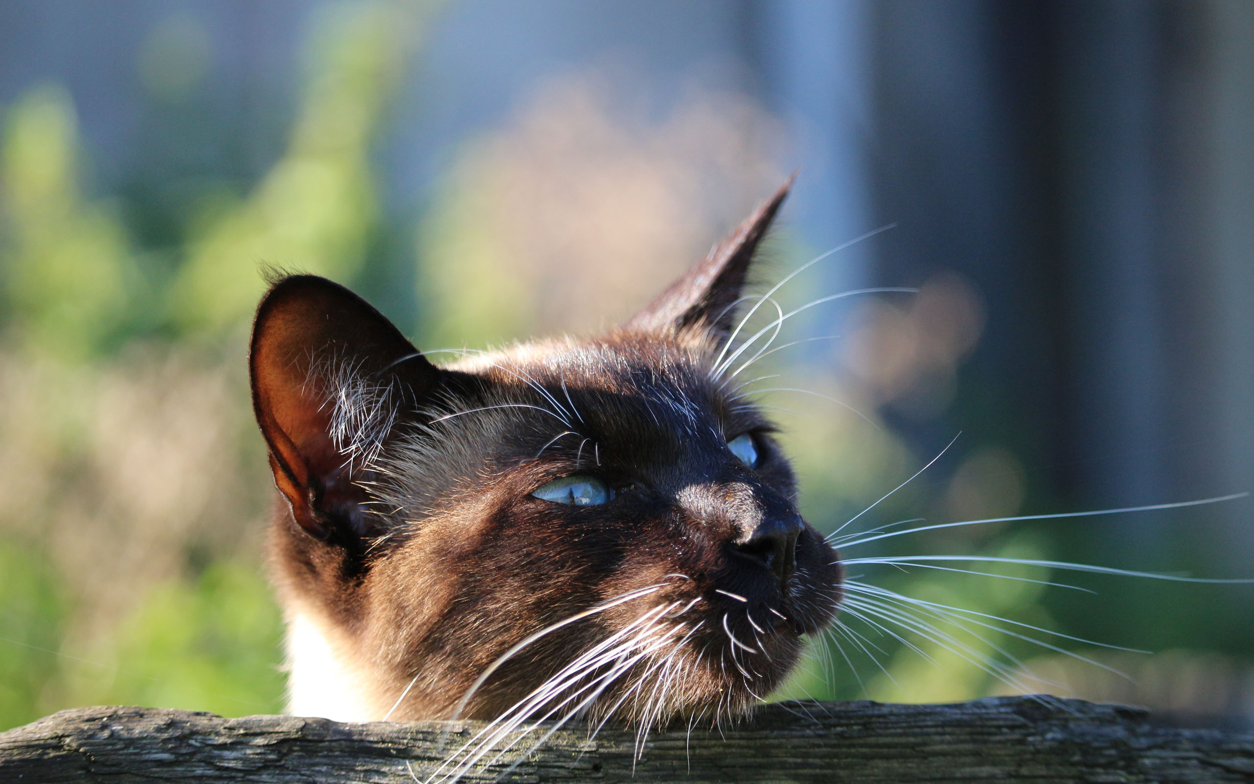 可爱暹罗猫图片高清摄影壁纸