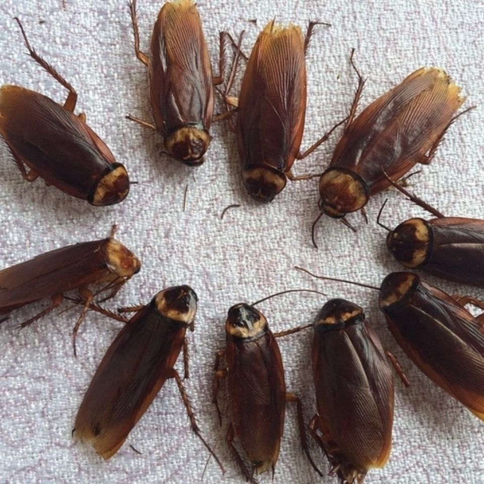 蟑螂250克 美洲大蠊干品全虫入药 500g人工养殖多规格