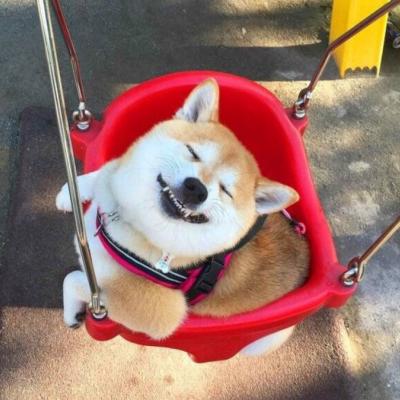 2018qq/微信头像呆萌搞怪汪星人头像大全