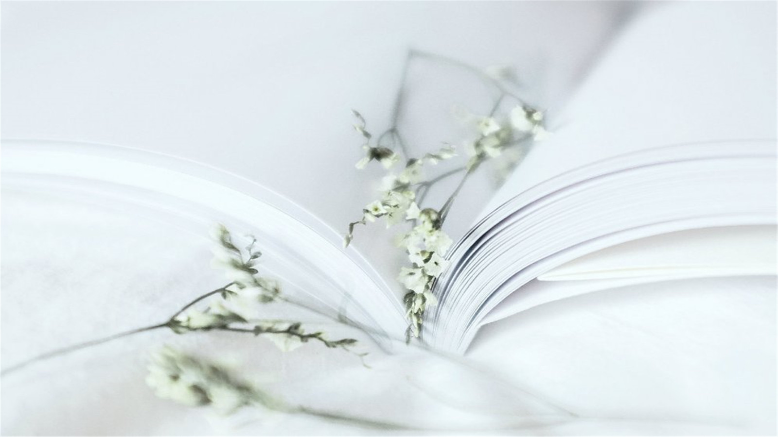 小清新白色治愈系静物高清电脑壁纸下载