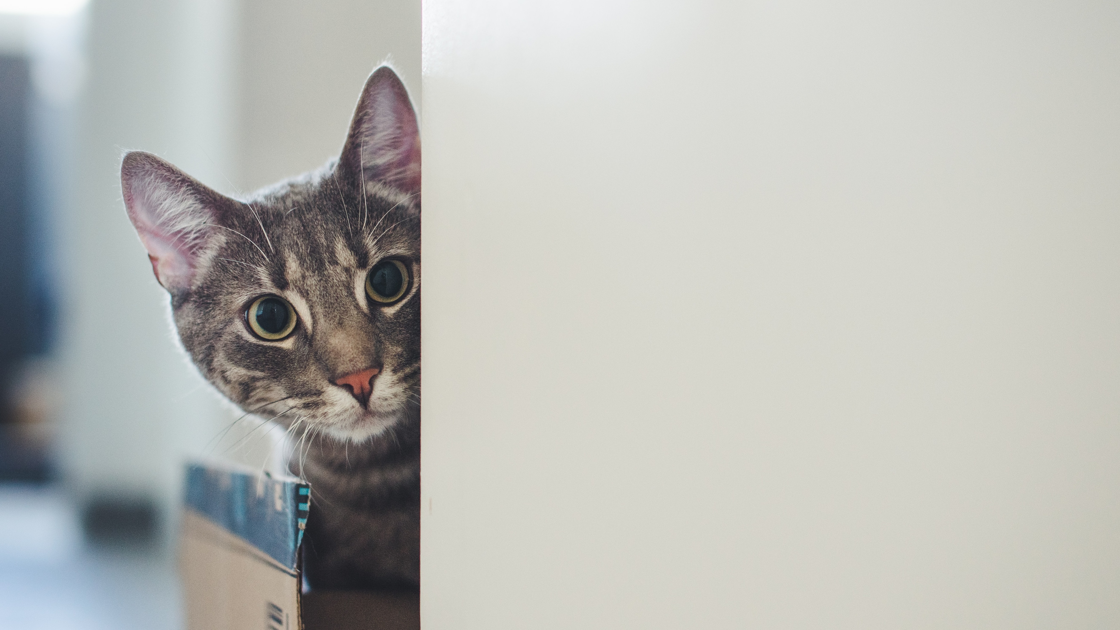 猫壁纸【585】是由半香丶小可爱于2020-06-16上传,通过元气壁纸审核的