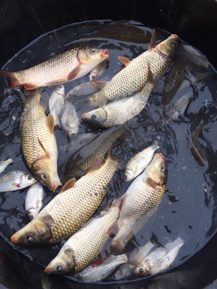 半天的渔获 鲤鱼狂拉 鲫鱼连竿