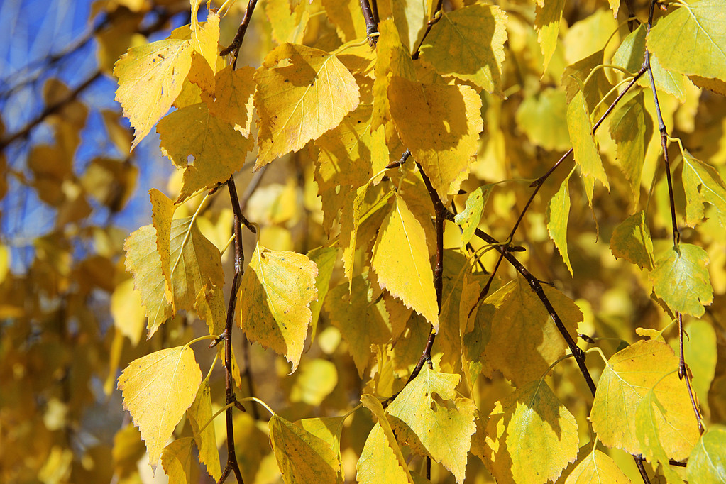 白桦树叶,秋黄桦叶在公园里.