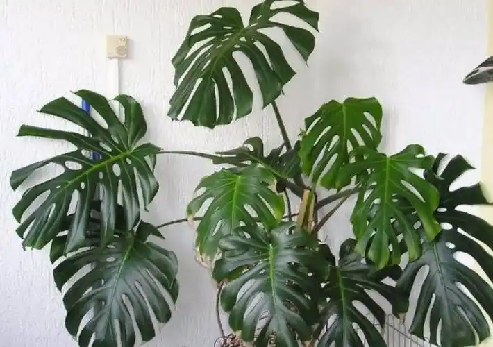 喜阴植物有哪些30种耐阴植物室内盆栽