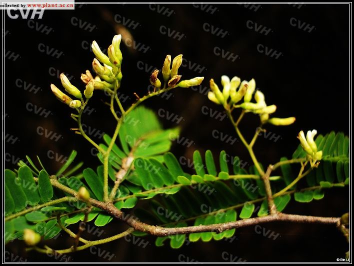 象鼻藤dalbergiamimosoidesfranch