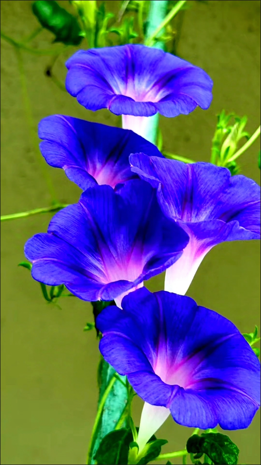 紫色的牵牛花在篱笆上缠绕,如同一串串悠扬的音符.