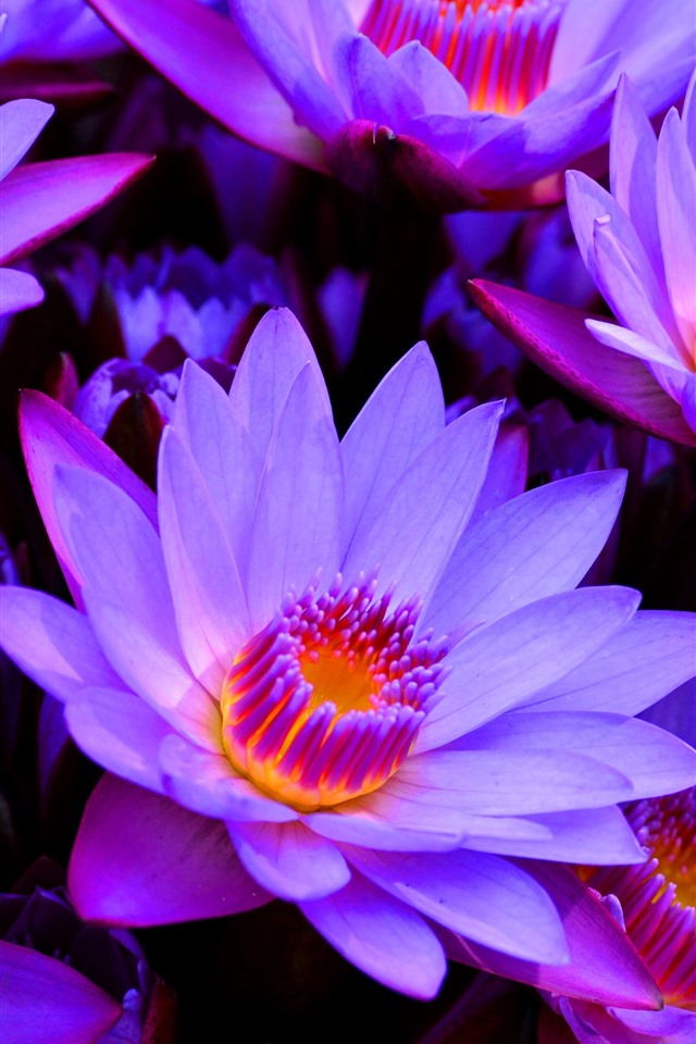 许多紫色睡莲,花瓣,雌蕊 iphone 壁纸