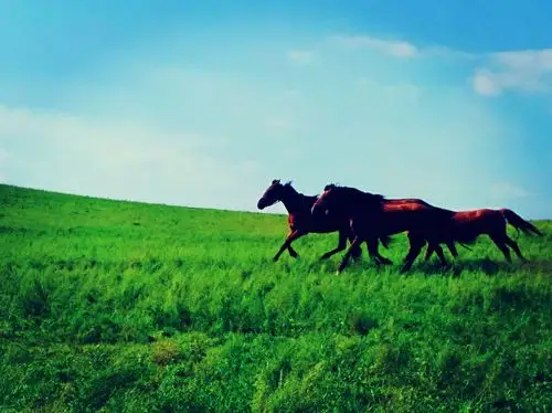 看骏马奔驰在辽阔的草原