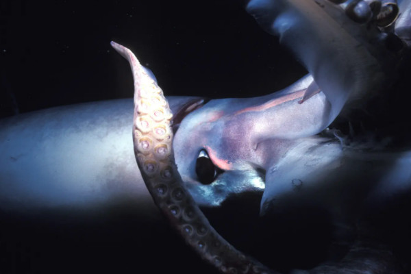 大王乌贼有多大