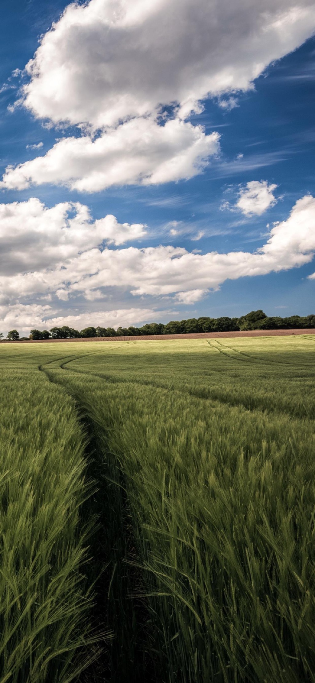 美丽麦田风光摄影高清手机壁纸-风景-手机壁纸下载-美桌网