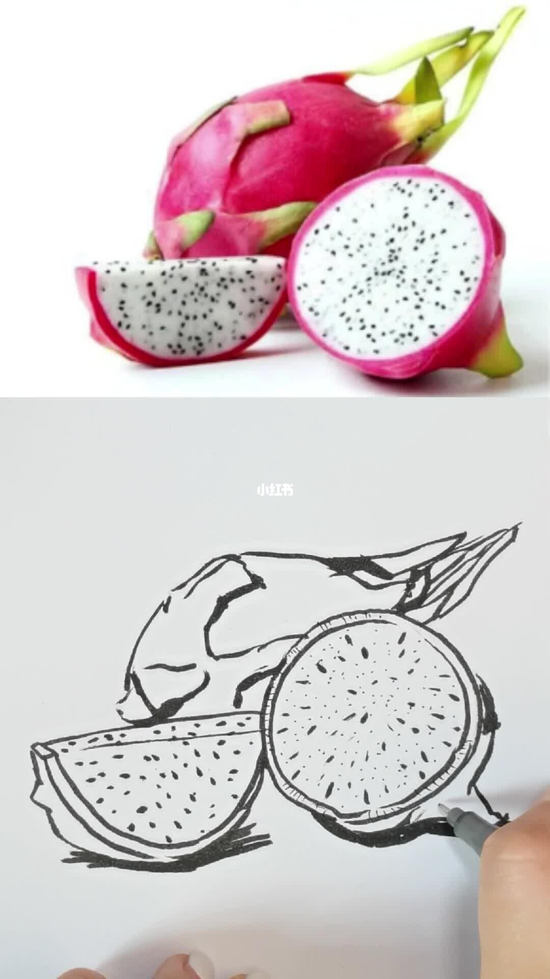 火龙果线描画法