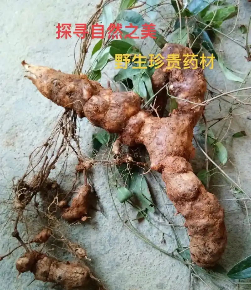 土茯苓大自然的馈赠#土茯苓 #野生山药 #野生药材 #大自然 - 抖音