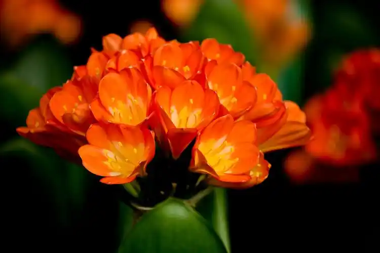 君子兰图片花卉花朵君子兰大叶石蒜达木兰剑叶石蒜大花君子兰