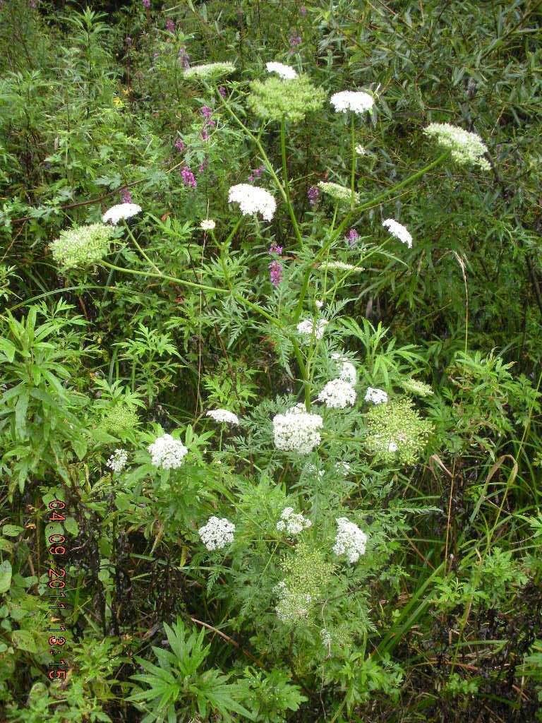《中药学》蛇床子