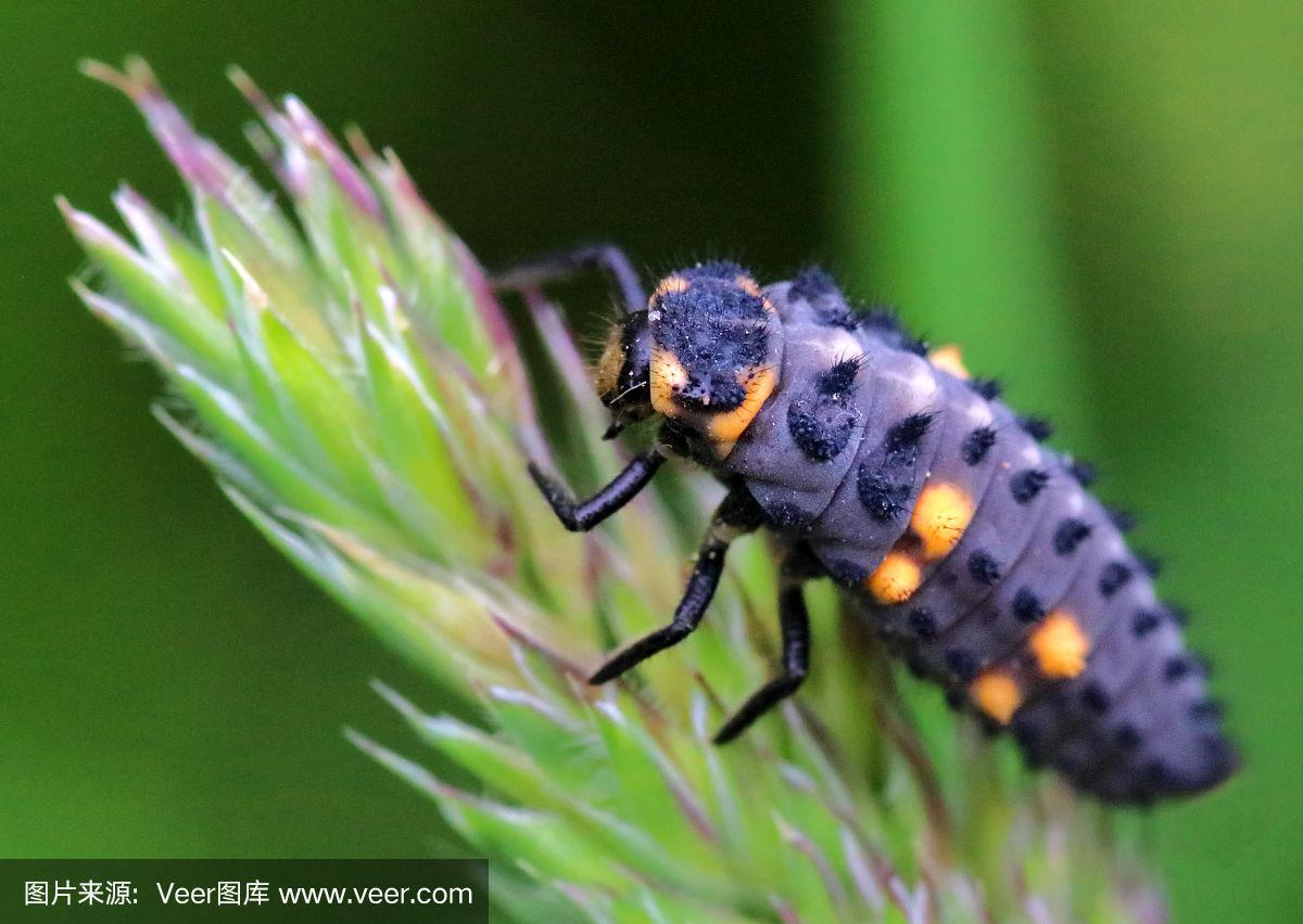 大写;瓢虫幼虫