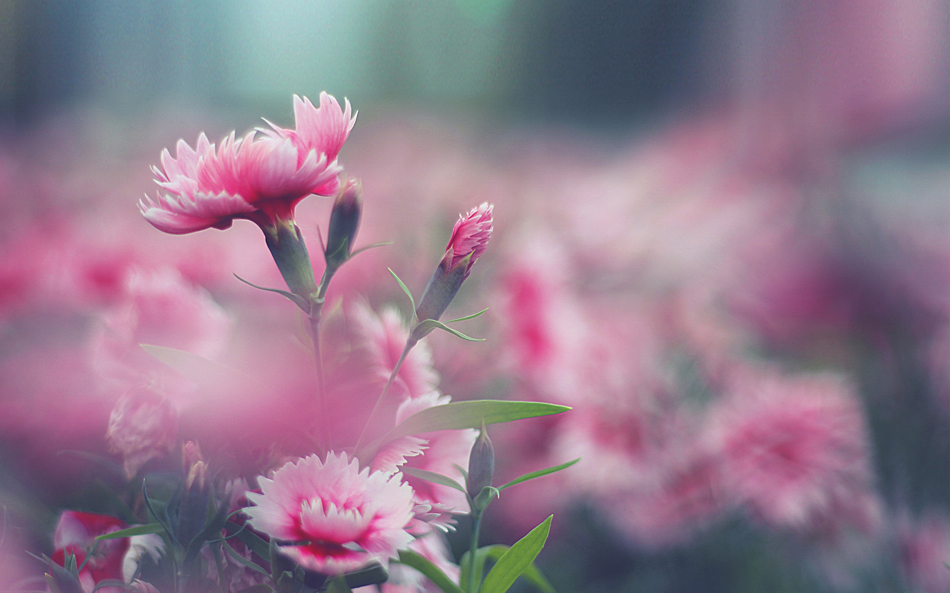 盛开的花朵唯美小清新壁纸高清大图预览1920x1080_植物壁纸下载_美桌