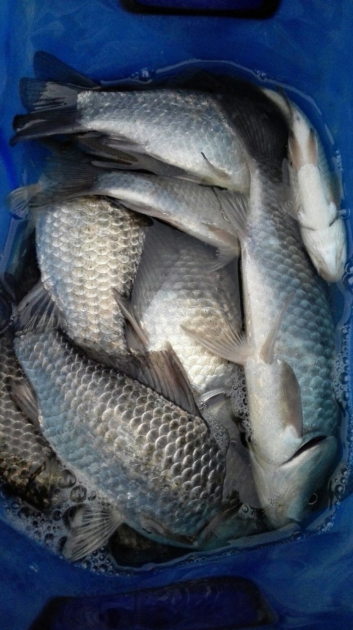 再次发点鱼获,大家将就着看