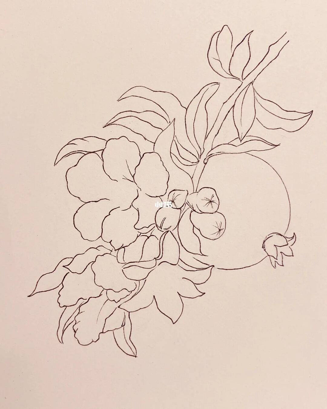 线描石榴与石榴花