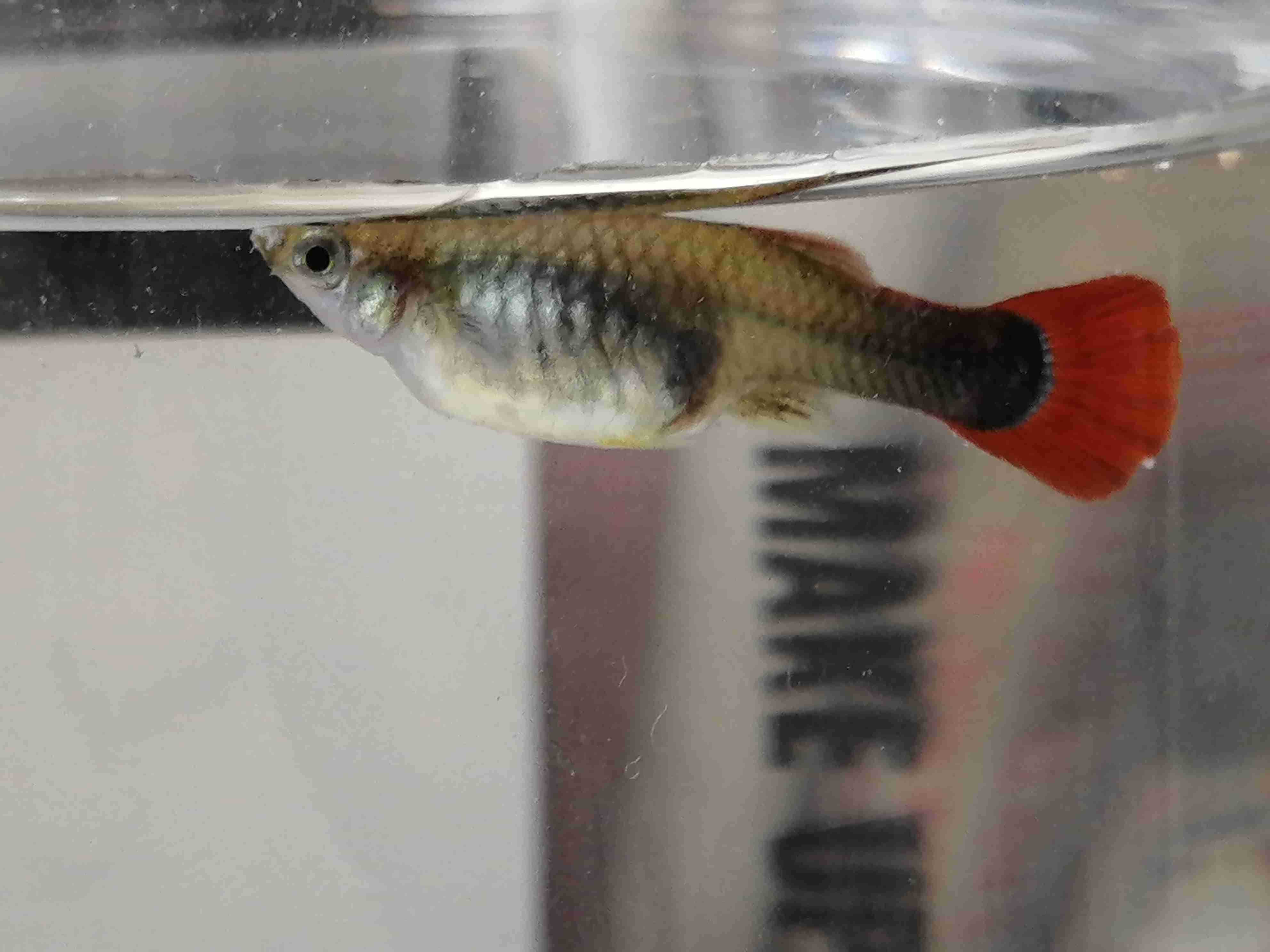 帮忙看看怀孕孔雀鱼还有多久生