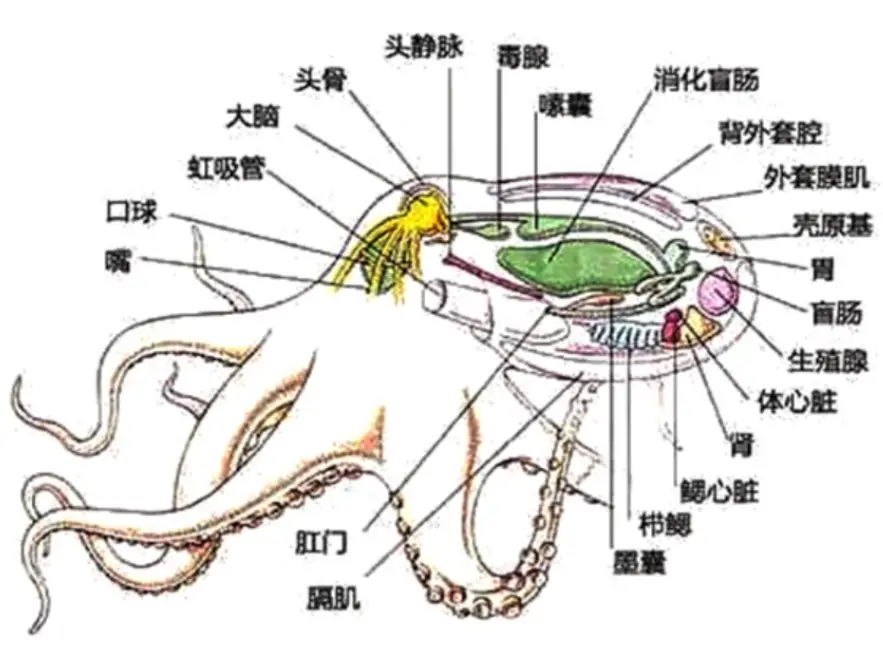 为什么说章鱼来自外星多个证据表明科学家的怀疑可能是对的