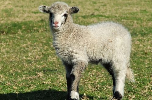 给宠物买的羊奶粉人能喝吗