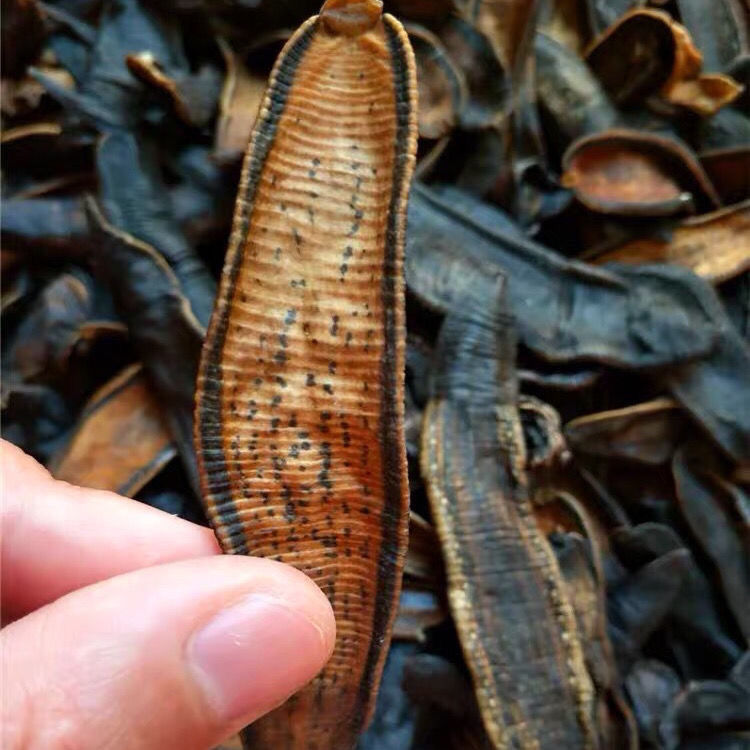 水蛭干货干品蚂蟥宽体金线蛭大水蛭非吊干可磨水蛭粉