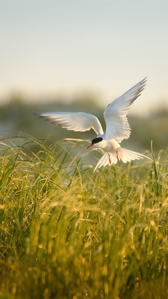 iphone 壁纸 鸟类飞行,草,夏天