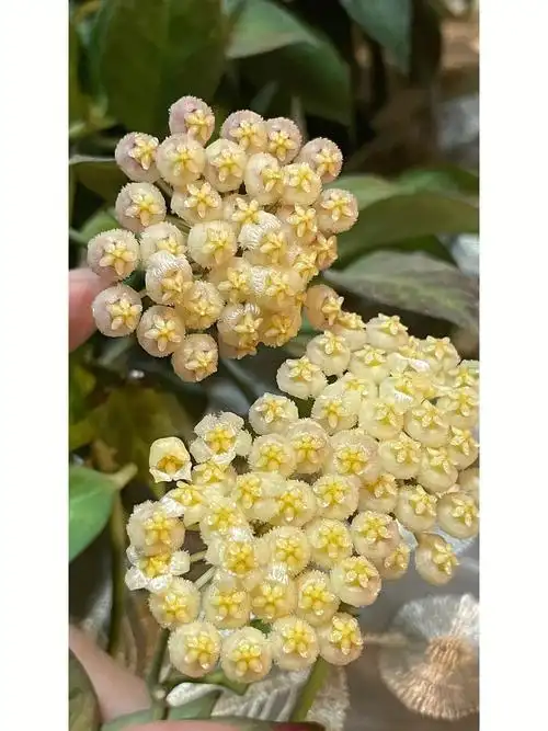 勤花的品种,小小的花朵味道还不错#球兰  #球兰开花美丽绽放的鱼 :跟