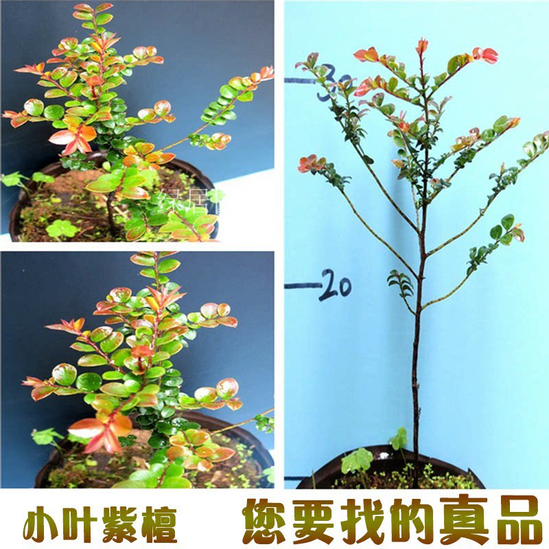 正宗 印度小叶紫檀树苗 紫檀盆景树桩绿植物紫檀木 珍稀名贵盆景