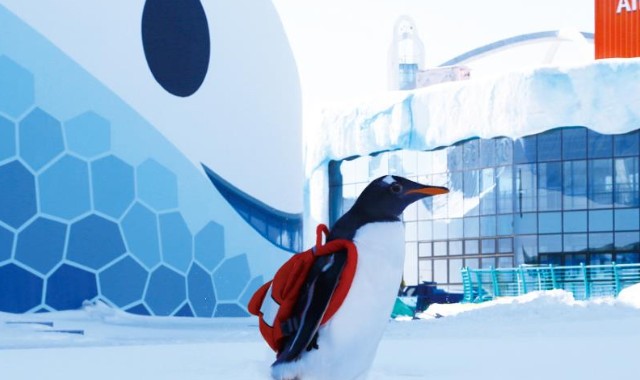 哈尔滨极地公园61极地馆2期