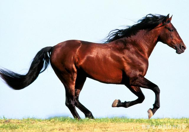 骑着汗血宝马上公路,结果:宝马的屁股在流血,男子的心在滴血