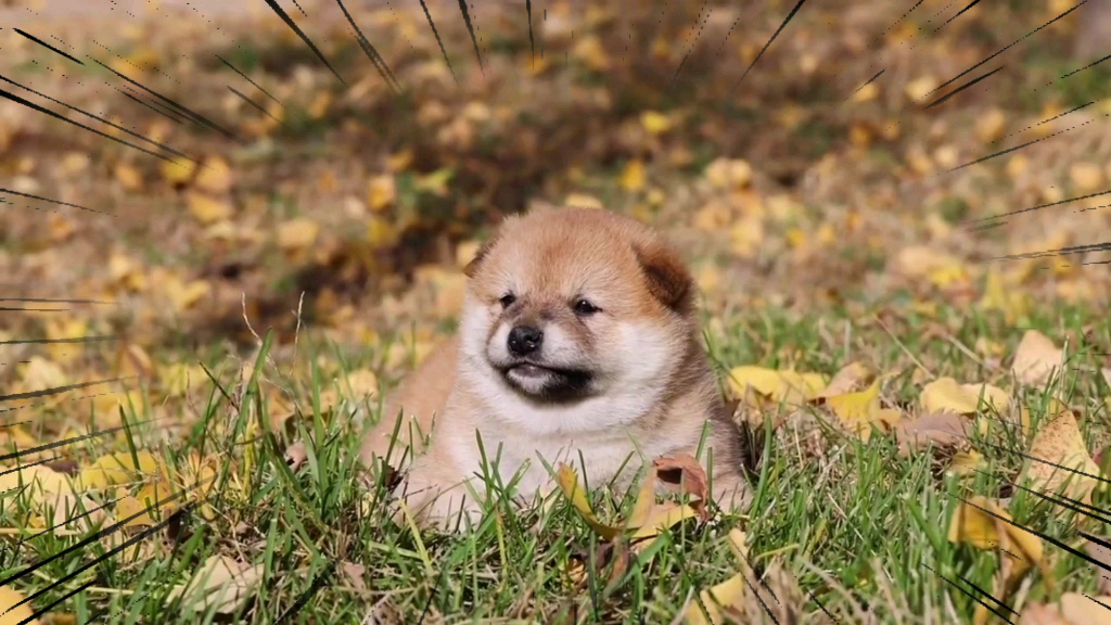 你见个这样可爱的小狗狗舔屏吗_哔哩哔哩_bilibili