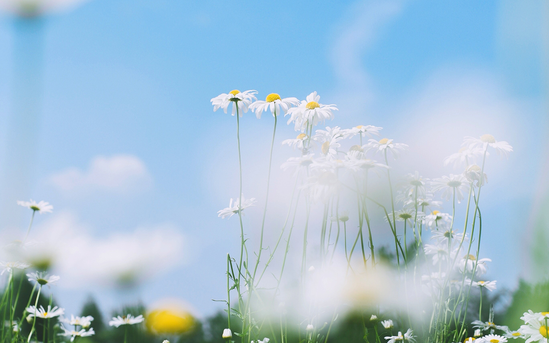 小清新唯美花卉植物图片壁纸