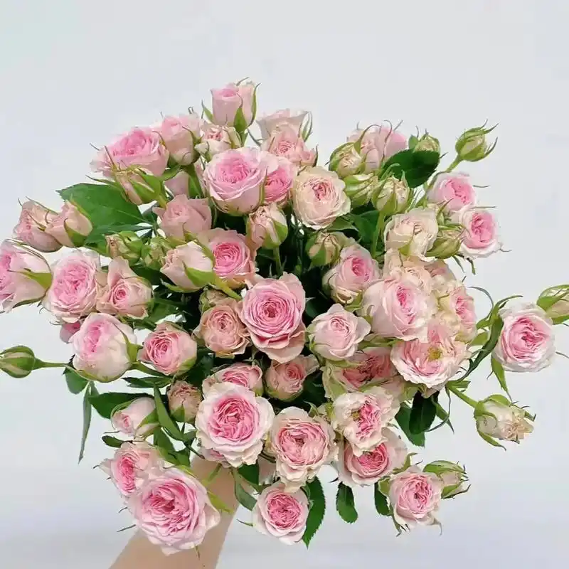 泡泡玫瑰真的太好看了!