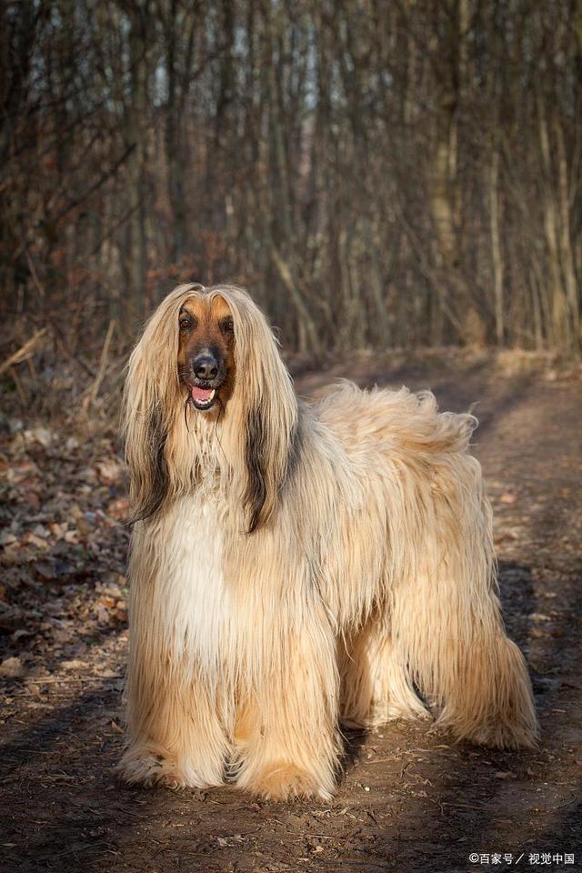阿富汗猎犬(afghan hound)